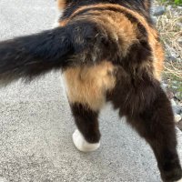 ヌッコ (@imjustlikeafish) 's Twitter Profile