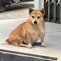 Corgi Luwak (@corgiluwak) 's Twitter Profile Photo