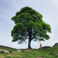 Gallusness (@gallusness) 's Twitter Profile