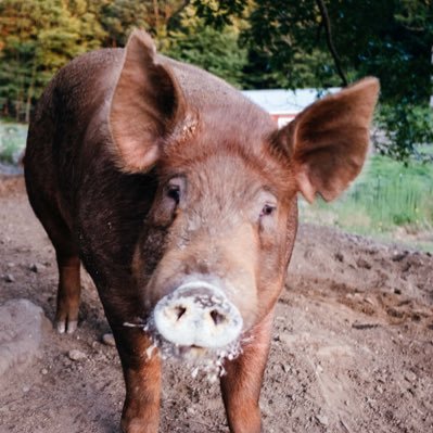 Raising pigs the old fashioned way in  western NH. Farming is the answer.