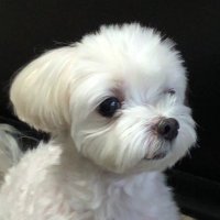 LISAdgpdo (@lisadgo) 's Twitter Profile