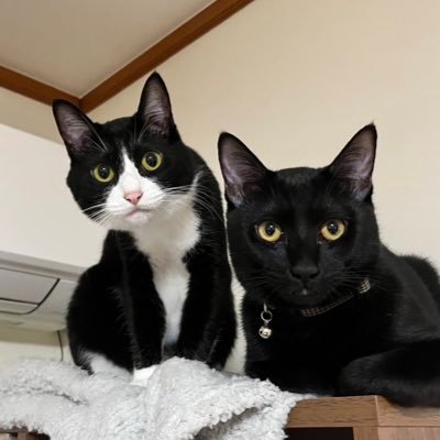 ⚫︎白黒ハチワレ→パト🚓2021.4.1生まれ♂のんびり、毛づくろいがこまめ、マット愛好家 ／⚫︎くろ→墨(すみ)🐈‍⬛2022.5.5生まれ♂やんちゃ、おもちゃ持ち運ぶのが好き