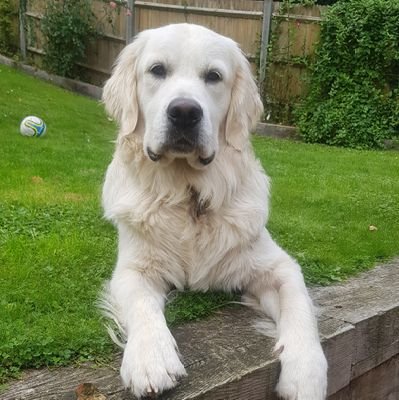 A very happy Golden Retriever living life to the full.