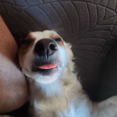 JesusUJ's profile picture. Mientras haya música seguiremos bailando, y si es posible con una sonrisa.
Biotecnólogo