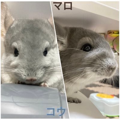 コウ 22.8.14🎂 ブルーダイヤモンド♂🐭マロ 23.6.3🎂 バイオレット♂🐭 飼い主ふたり🙋🏻‍♀️🙋🏻無言フォロー失礼します