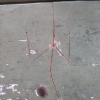 Assassincano (@assassin_lauchy) 's Twitter Profile