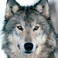 🕯아르페 / 커넥티드 클루 개발중 (@shw1208) 's Twitter Profile Photo