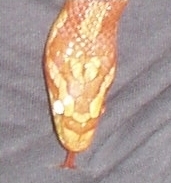 occupysnake's profile picture. #BNYMellon foreclosed on our rental property and illegally got us to leave by bullying rather than following laws in place in the state of MA.