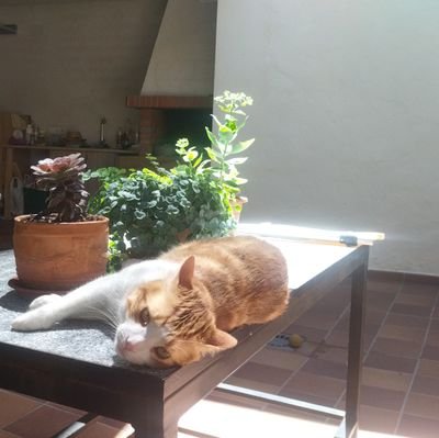 Estudiante lucense de veterinaria y futura politóloga segoviana con el pelo castaño que no ha conseguido recuperar s anterior cuenta de Twitter despues de 5 año