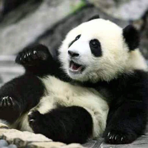 plic4177's profile picture. 「喜多方ラーメン」食いたし！
「あわまんじゅう」も良いね！