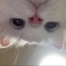 ꧁𝙵 𝚄 𝙲 𝙺꧂ (@sadeed70706281) Twitter profile photo ꧁𝙵 𝚄 𝙲 𝙺꧂ (@sadeed70706281) Twitter profile photo