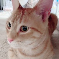 り (@nanousagi_) 's Twitter Profile Photo