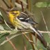 Adrian Kettle (@birderkettle) Twitter profile photo Adrian Kettle (@birderkettle) Twitter profile photo