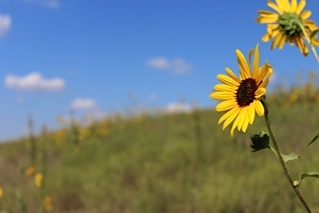 GraduateKansas's profile picture. Tweeting about #highered in Kansas and in the U.S. generally. #ksleg