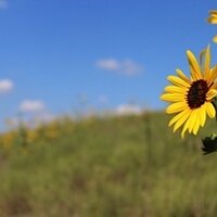 Graduate Kansas (@graduatekansas) 's Twitter Profile