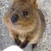 Latte_Co's profile picture. ／動物／旅行