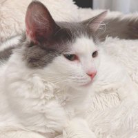 Chris Alex (@alexchris32420) 's Twitter Profile