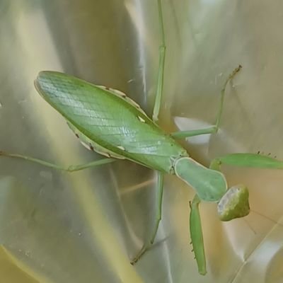 Louise, Prof/Dr Profile