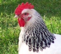 Chickens are Awesome! 
Backyard - Pet - Urban - Heritage Chickens!
We are about education and support. We sell some special birds too