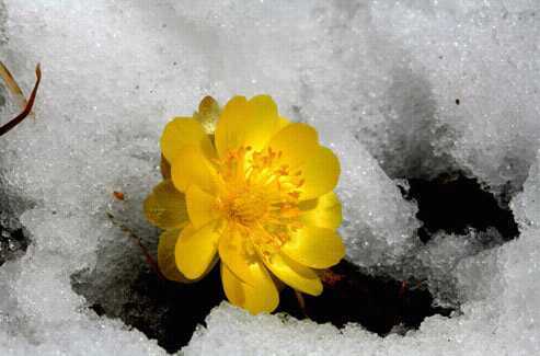 soll3010's profile picture. 복과 장수를 가져다 주는 꽃이라