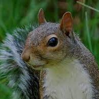 hamzahmz074's profile picture. #SCC