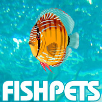 FishPets's profile picture. Fish pets are one of the best pets ever! Forget about noise and bad smells with fish pets.
