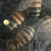 Macon Blair (@alsoblair) 's Twitter Profile