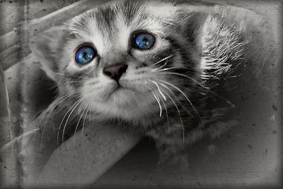 TomiiiNicole's profile picture. ♥ 33