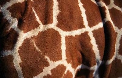 LifeofLieke's profile picture. embracing challenges, looking for adventures