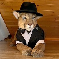⃝⃤ Pumita🔻🐾¡REFORESTACIÓN NATIVA AHORA!🐾 (@pumitapatipelao) 's Twitter Profile Photo ⃝⃤ Pumita🔻🐾¡REFORESTACIÓN NATIVA AHORA!🐾 (@pumitapatipelao) 's Twitter Profile Photo