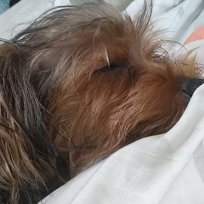 dulcevenganza's profile picture. Quiero, pescar un tronco, lanzarlo e irme a la conchetumadre