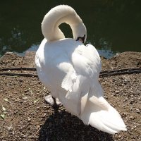 tomox (@yosshii_tom) 's Twitter Profile