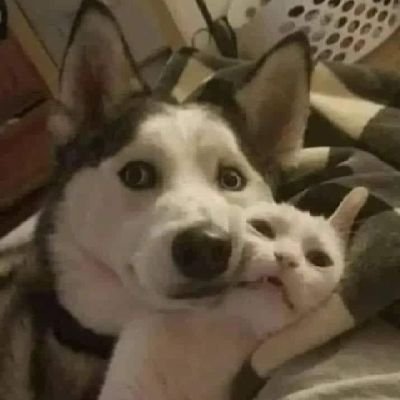 narvaez050's profile picture. introvertido