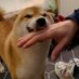 Yellow Doeg (@yellowdoegmkiii) Twitter profile photo Yellow Doeg (@yellowdoegmkiii) Twitter profile photo