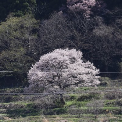 化学物質過敏症(シェディング・柔軟剤など)/金属・薬品(鎮痛剤全般)アレルギー