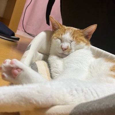 chicken_webcode's profile picture. 21歳/専門学生/画像生成/AI同人/fps ドラクエ 配信見るのが好き/早くバイト辞めたい