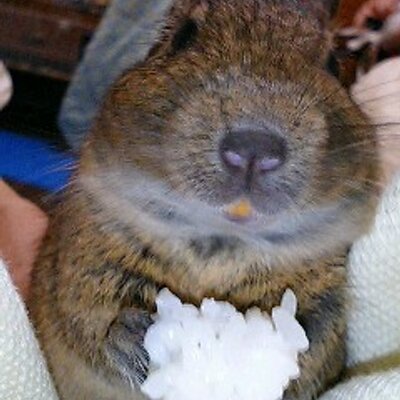 ナガノ 蚊ッマスコット オムレツの注文緊張ほぐし君 パン一瞬で焼き君 4571609365488_1.jpg?v=1751948336