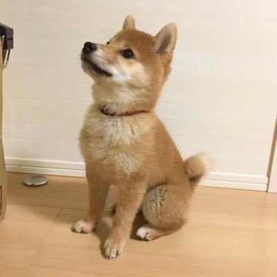 柴犬のコロです。2020/01/11生まれ。ご飯とボールと人間が大好きの気分屋です。