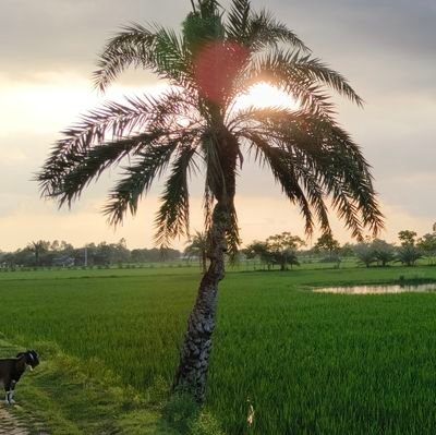 0xsifat's profile picture. #FreePalestine