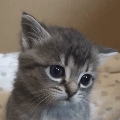 ankiyesteatagi's profile picture. Dt ve daha bir sürü şey