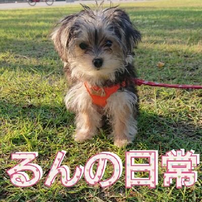 xbOkS5v8mRkwwNg's profile picture. ヨークシャーテリアとマルチーズのミックス犬の『るん』って言いますU^ェ^U
2023年1月15日生まれの女の子です🐶
るんの日常をあげていくので、良かったら見てください😁
リンクからYouTubeのチャンネル登録とインスタのフォローもしていただけると嬉しいです🙆
