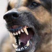 ⛔️Mahallemde Köpek İstemiyorum⛔️ (@kopek_olmaz) 's Twitter Profile