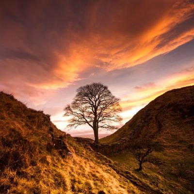 Returnofthemad's profile picture. #swfc #yorkshire #yorkies #right #patriot #reform founder of #gingerlivesmatter, used up all my white privilege by the time I got out of diapers....