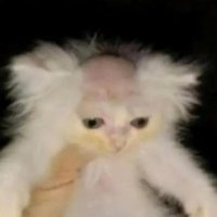 James (@jacobwow56) 's Twitter Profile