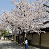 はな (@touhu_hana) 's Twitter Profile