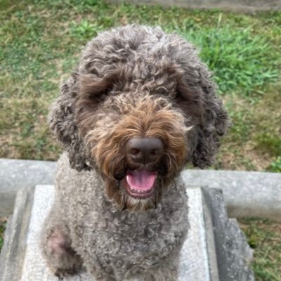 diggydoggle's profile picture. 