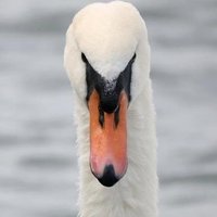 Tony the antifascist swan (@tonyyvce) 's Twitter Profile Photo Tony the antifascist swan (@tonyyvce) 's Twitter Profile Photo