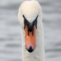 Tony the antifascist swan(@TonyYvce) 's Twitter Profile Photo