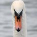 Tony the antifascist swan (@TonyYvce) Twitter profile photo