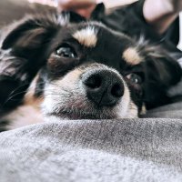 あるた🐶タレミミデカチワワ (@taremimialta) 's Twitter Profile